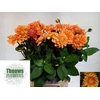 Dahlia Sylvia