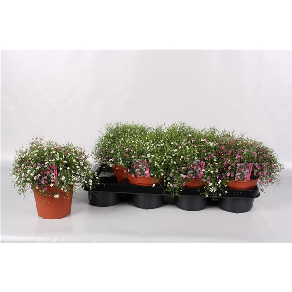 <h4>Gypsophila Mix Rose-Wit</h4>