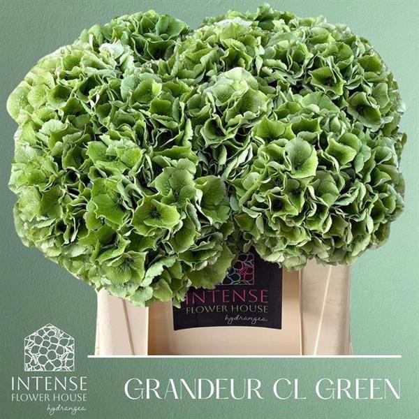 <h4>Hydr Royal Grande Classic Intense Flower</h4>