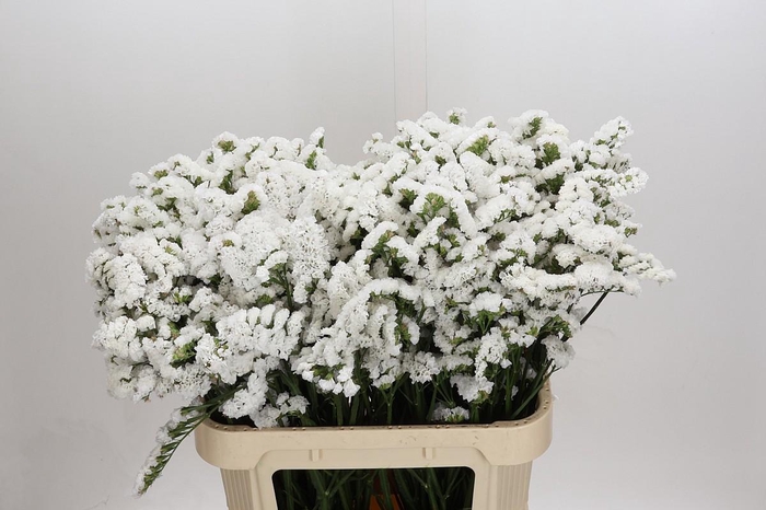 <h4>Limonium sinuatum Olga White</h4>