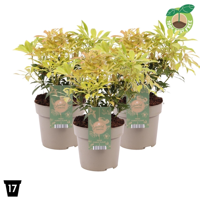 <h4>Pieris Forest Flame</h4>