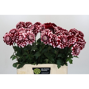 Dahlia Checkers