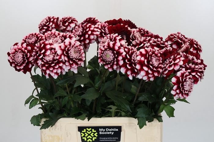 Dahlia Checkers