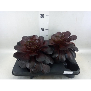 xSemponium  'Destiny'