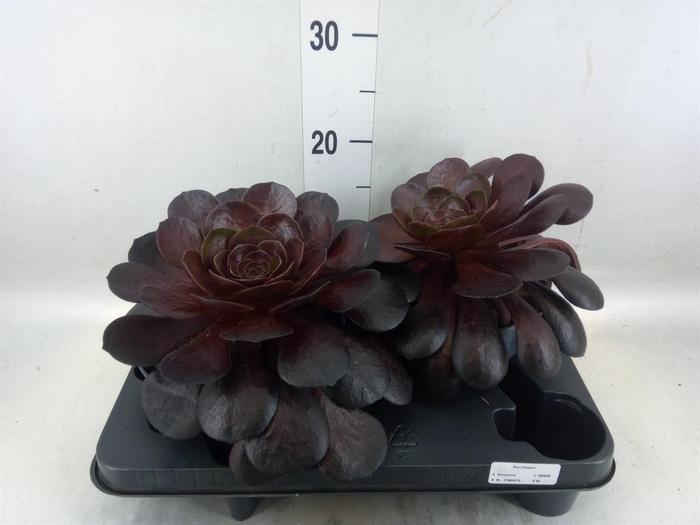 <h4>xSemponium  'Destiny'</h4>