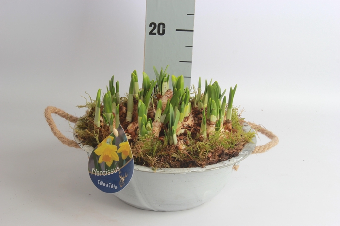 <h4>ARR NARCISSUS</h4>