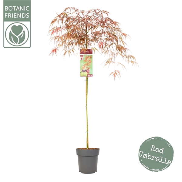 <h4>Acer palm. 'Garnet'</h4>
