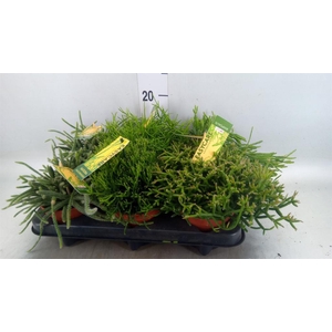 Rhipsalis   ...mix