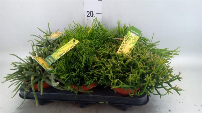 <h4>Rhipsalis   ...mix</h4>