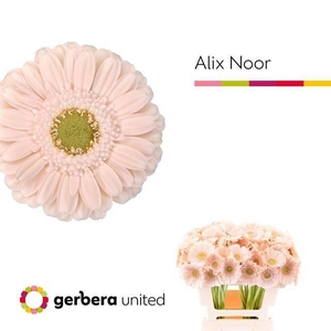 Ge Mi Alix-noor