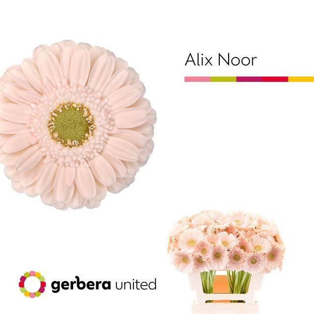 <h4>Ge Mi Alix-noor</h4>