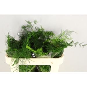 Asparagus Extra Veren