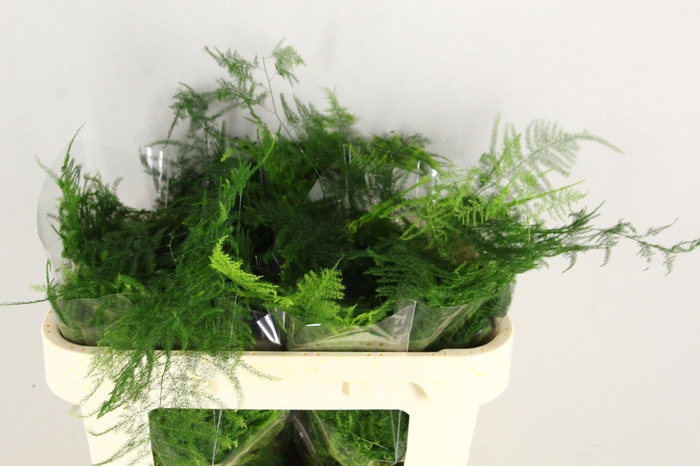 <h4>Asparagus Extra Veren</h4>