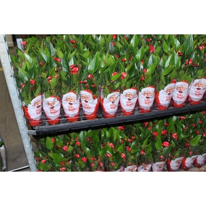 ANTHURIUM MINI MILLION FLOWERS P09