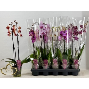 PHAL GEM