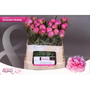 Paeonia Dr. Alexander Fleming