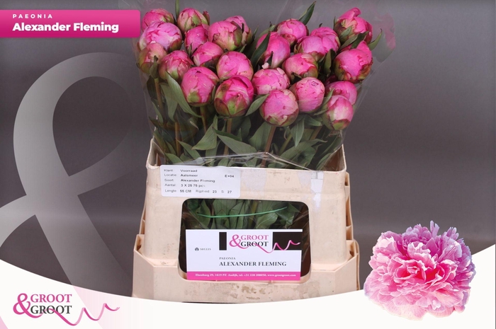 <h4>Paeonia Dr. Alexander Fleming</h4>