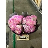 Hydrangea pink tips