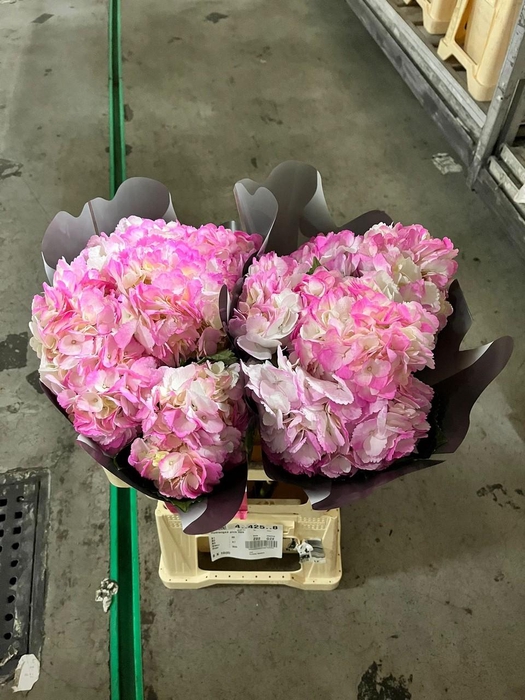Hydrangea pink tips