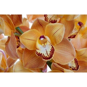 CYMB GR BROWN ARANCIA X12