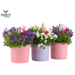 2501149: Solutionss Lovess