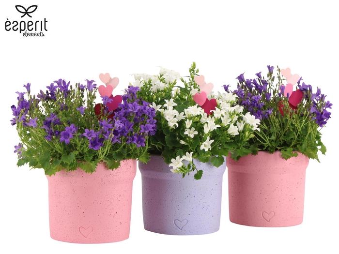 <h4>2501149: Solutionss Lovess</h4>