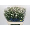Aster White Gypsy