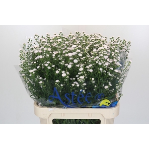Aster White Gypsy