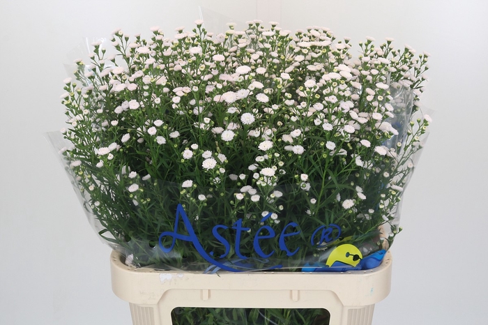 Aster White Gypsy