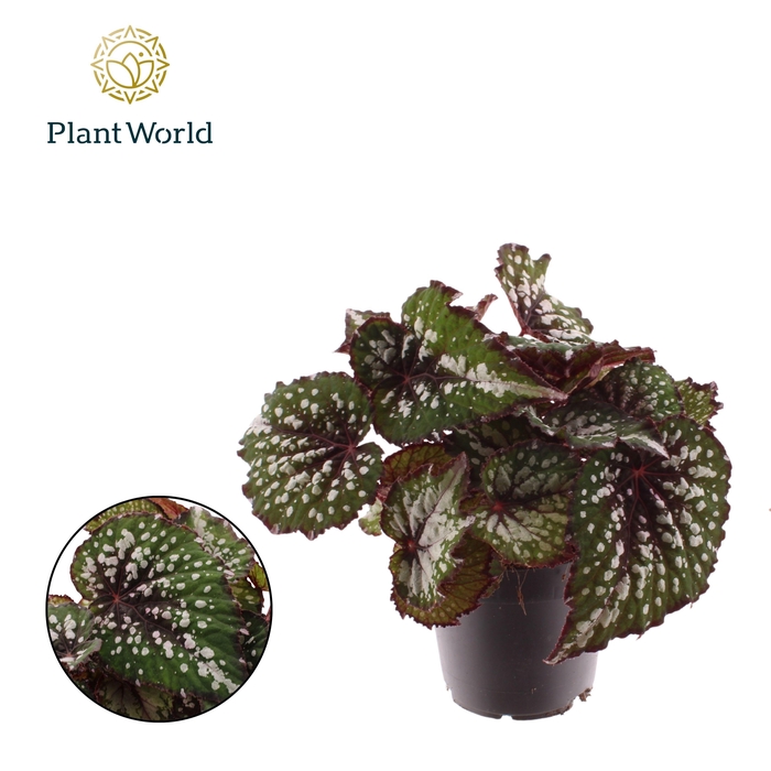 <h4>Begonia rex Bostella</h4>