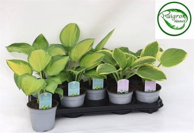 <h4>HOST OV stock</h4>