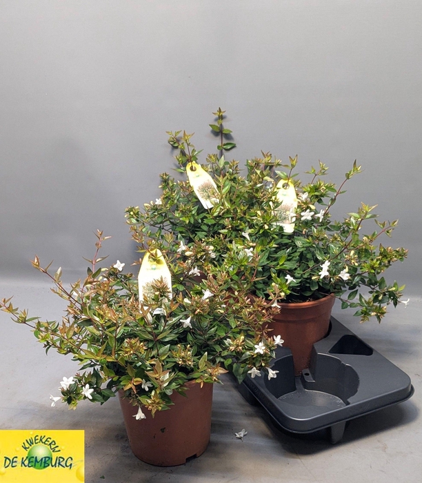 <h4>ABEL GRANDIFLORA</h4>