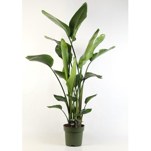 Strelitzia nicolai 4 stek pp