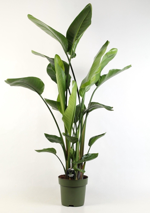 <h4>Strelitzia nicolai 4 stek pp</h4>