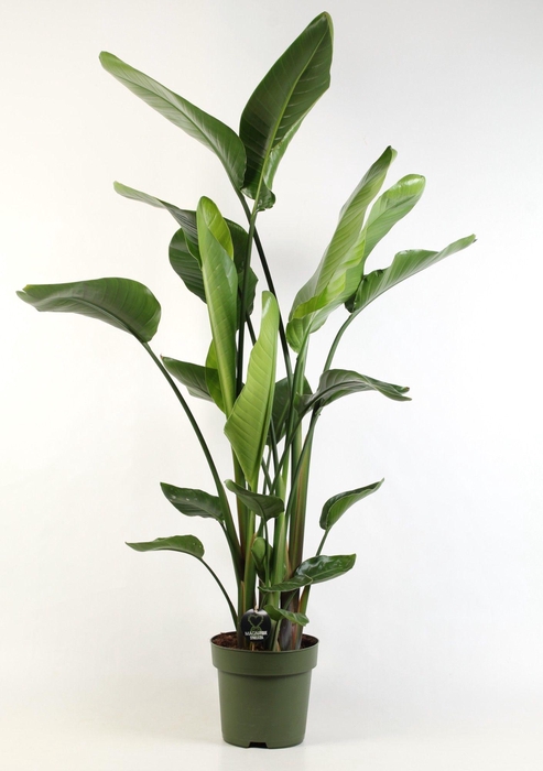 <h4>Strelitzia nicolai 4 stek pp</h4>