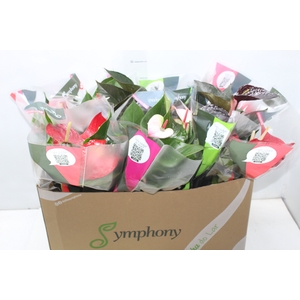 ANTHURIUM VARIADO P15
