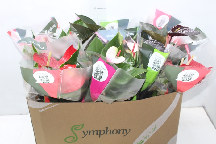 <h4>ANTHURIUM VARIADO P15</h4>