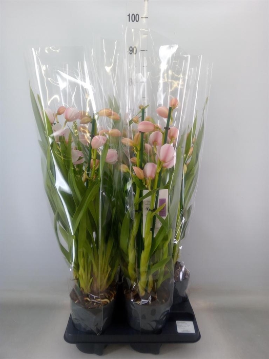 <h4>Cymbidium   ...</h4>