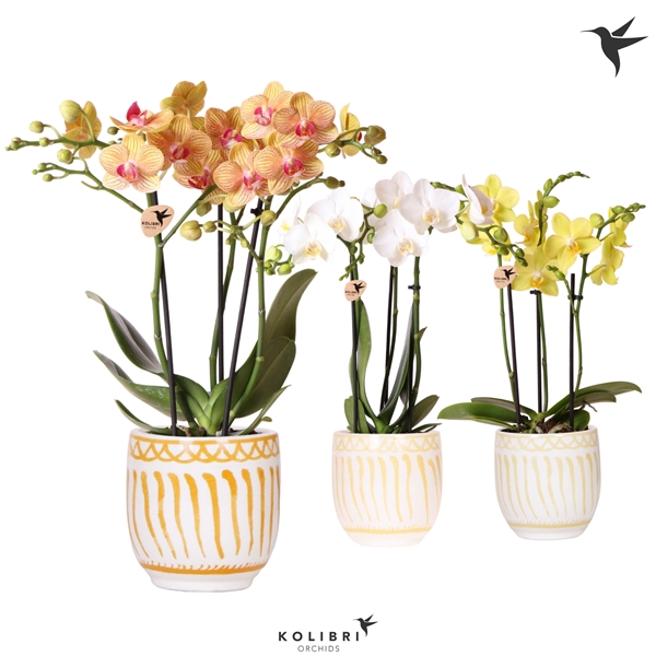 <h4>Kolibri Orchids Phalaenopsis mix 3 spike in Granada pot yellow</h4>