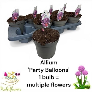 arr8 Alli Party Balloons