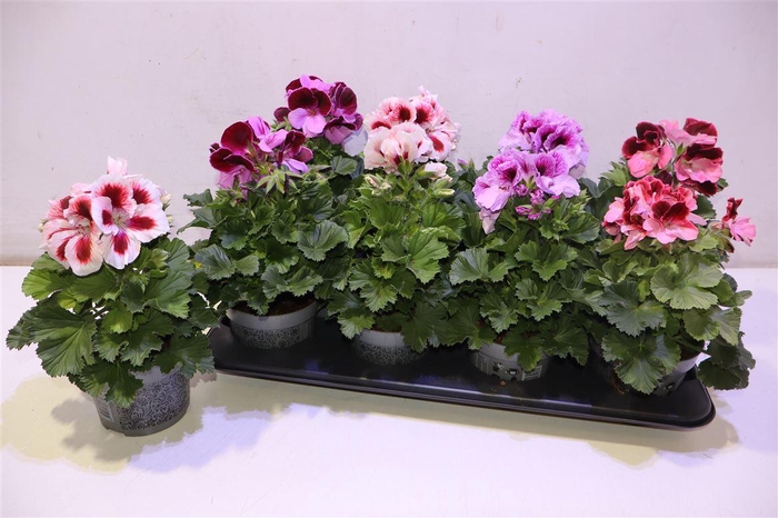 <h4>arr8 Pel Gr Gem</h4>