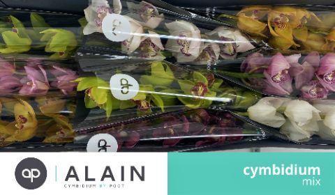 <h4>CYMB GR GEMENGD MIX 50CM X 9</h4>