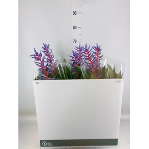 Aechmea  'Blue Rain'