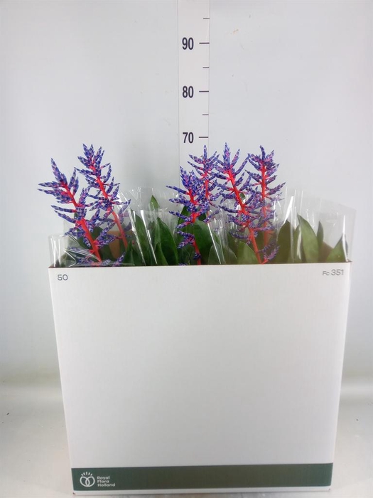 <h4>Aechmea 'Blue Rain'</h4>