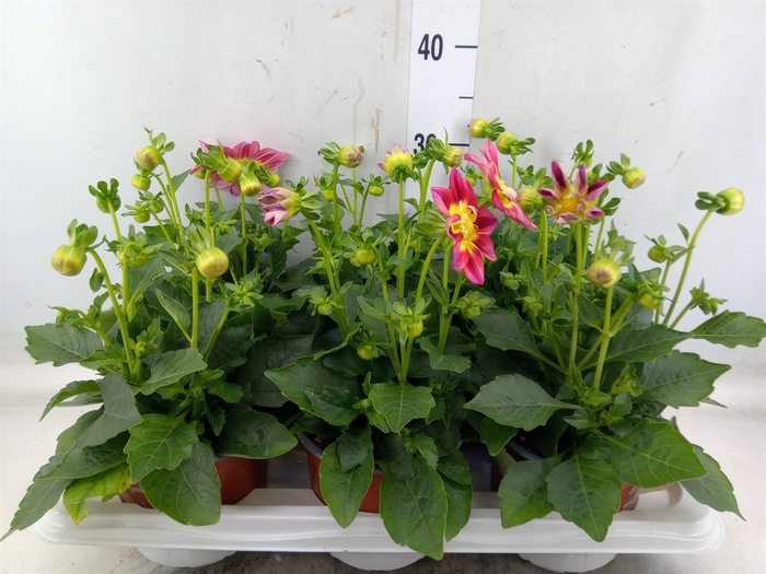 <h4>Dahlia  'Summerbees Red Bicolor'</h4>