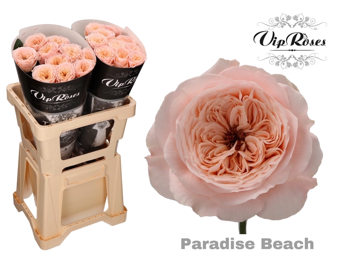 R KL PARADISE BEACH x20