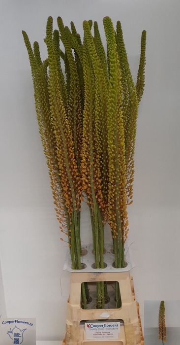 <h4>EREMURUS PINOKKIO</h4>