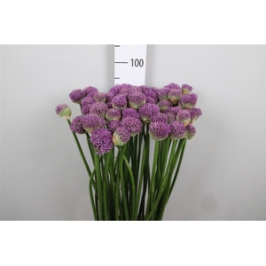 Allium Gladiator