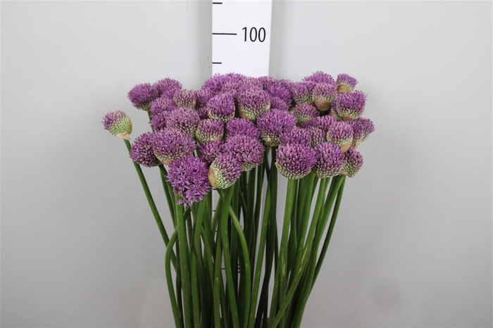 <h4>Allium Gladiator</h4>