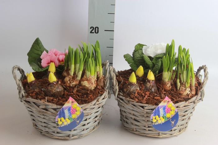 <h4>ARR BOL KNOLGEWAS</h4>